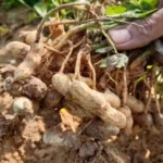 picture of peanut harvest